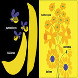 Colors - Board Books